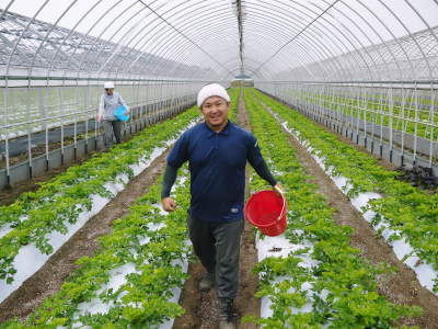 熊本セロリ「清正人参」定植後の様子を現地取材! 今年(令和元年度)も12月上旬より出荷です!_a0254656_17291989.jpg