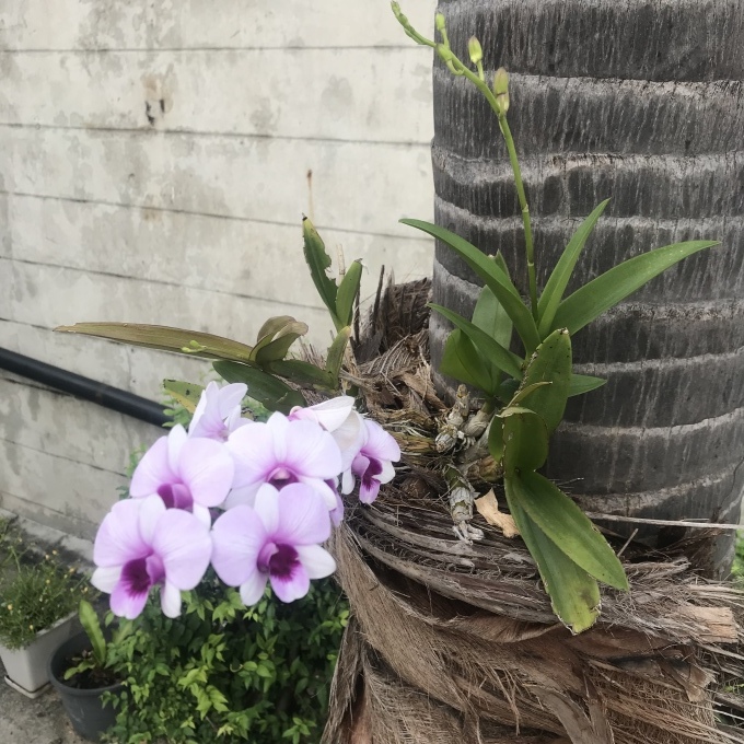 エアーアジアでタイニッタM&Tへ_b0100062_17354004.jpeg