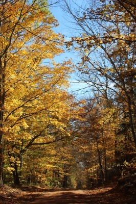 紅葉のピーク_c0353373_21541862.jpg