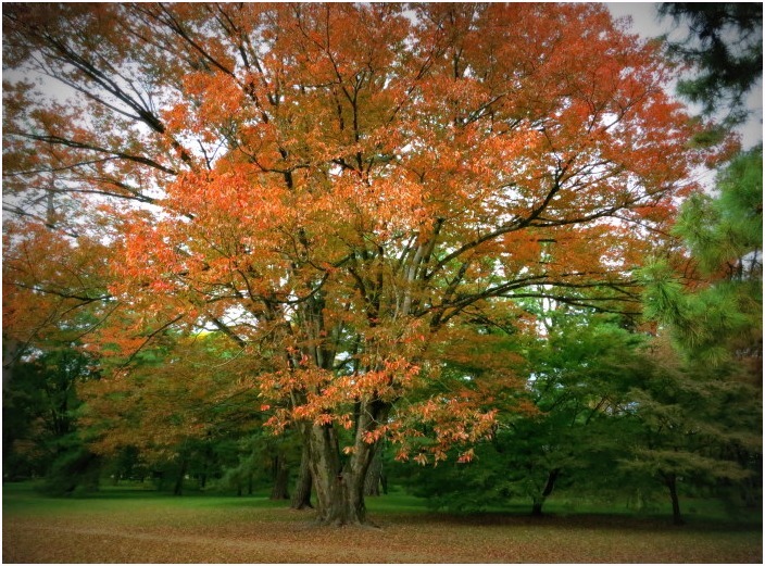 < 京都も間もなく紅葉が >_c0036080_15204655.jpg