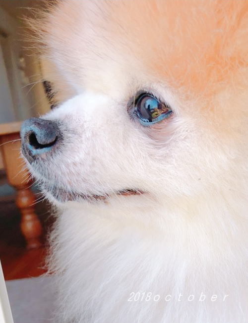 悲しくて 悲しくて・・・_a0300884_23491967.jpg