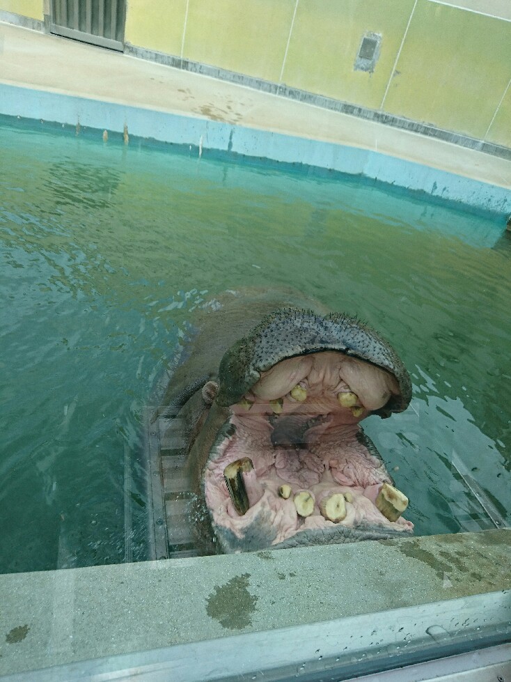 福岡市動植物園へ‼_f0367686_18023873.jpg