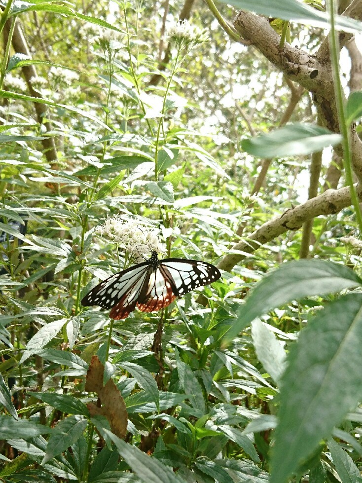 福岡市動植物園へ‼_f0367686_18073990.jpg