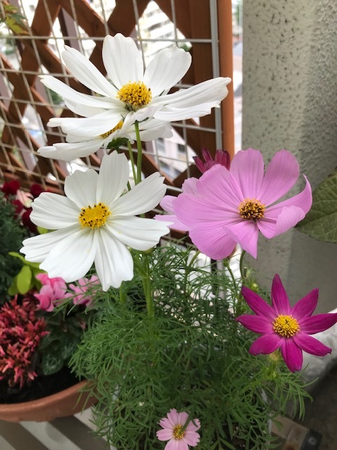 ベランダの花_f0204295_14114342.jpg