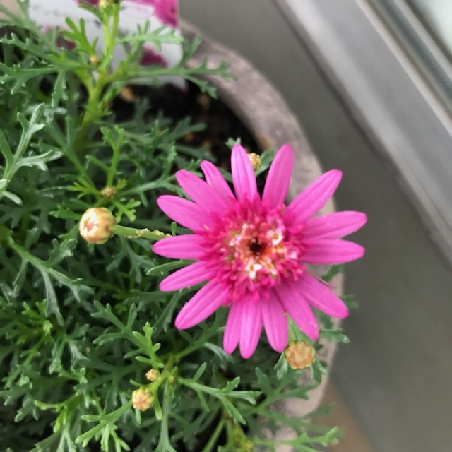 ベランダの花_f0204295_14120917.jpg