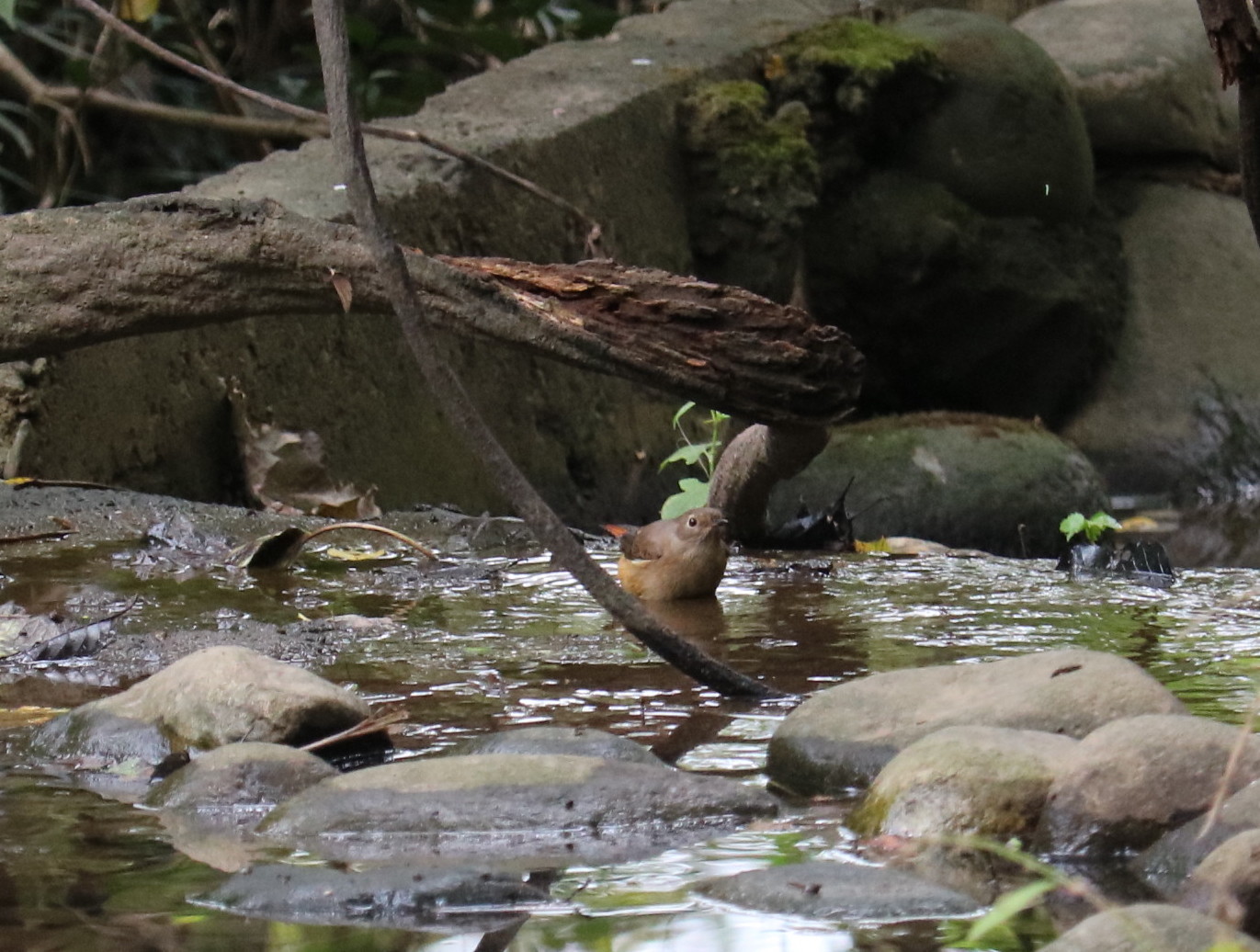 埼玉中部　       ジョウビタキ雌他2019/10/21①_d0251807_08325434.jpg