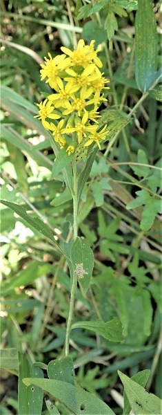 アキノキリンソウ　秋の麒麟草_e0398208_08521642.jpg