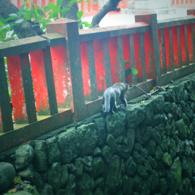 天の川を渡る猫!? 船で25分の離島・大島の中津宮にて_a0329820_21103075.jpg