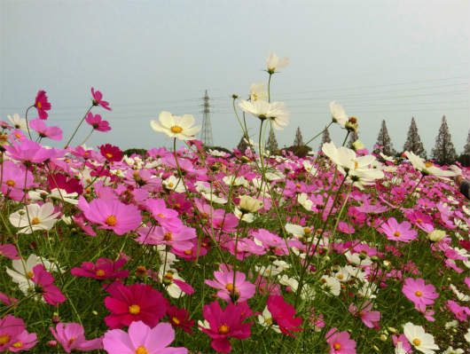 キリン ビール 工場 コスモス