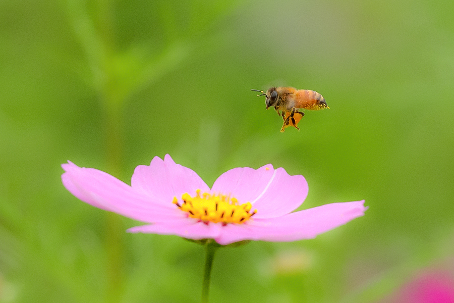 コスモスと蜂 やきつべふぉと コスモスと蜂 やきつべふぉと
