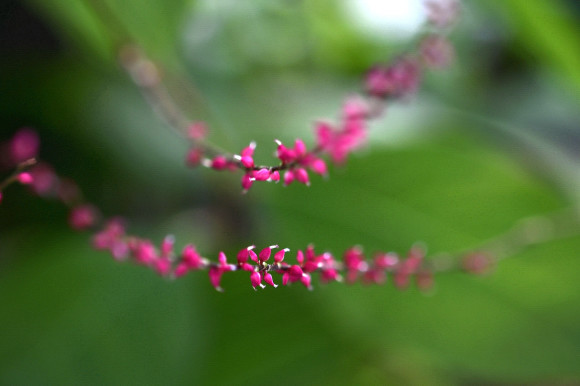 水引き草(2)_c0093046_09132826.jpg