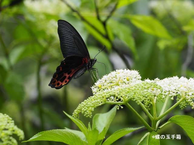 ワタナベアゲハ（1メス・台湾）