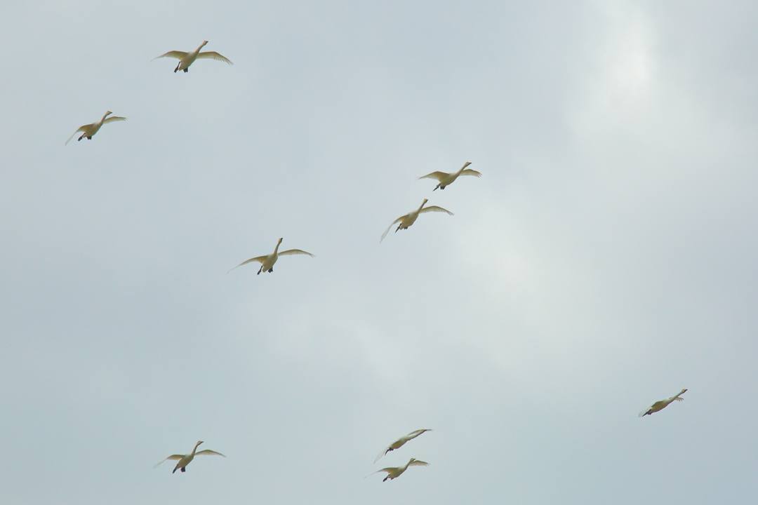 白鳥総集編2019~2020その2_e0403850_12050803.jpg