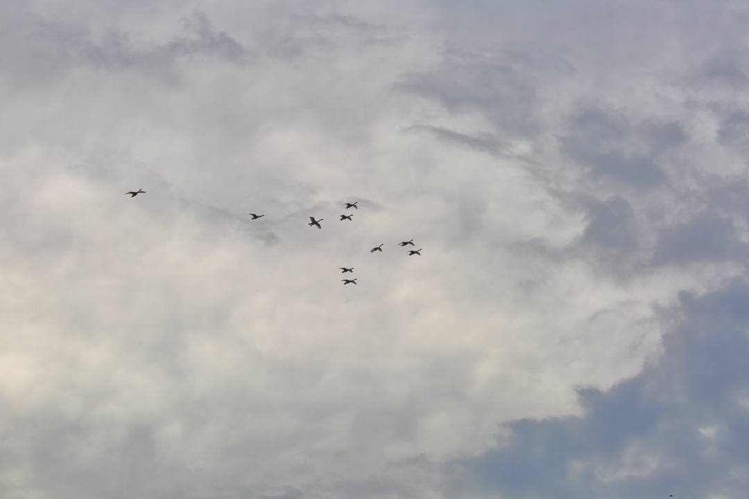 白鳥総集編2019~2020その2_e0403850_12050828.jpg