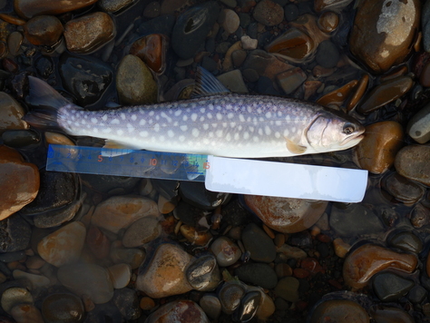 f0175450_7201334.jpg