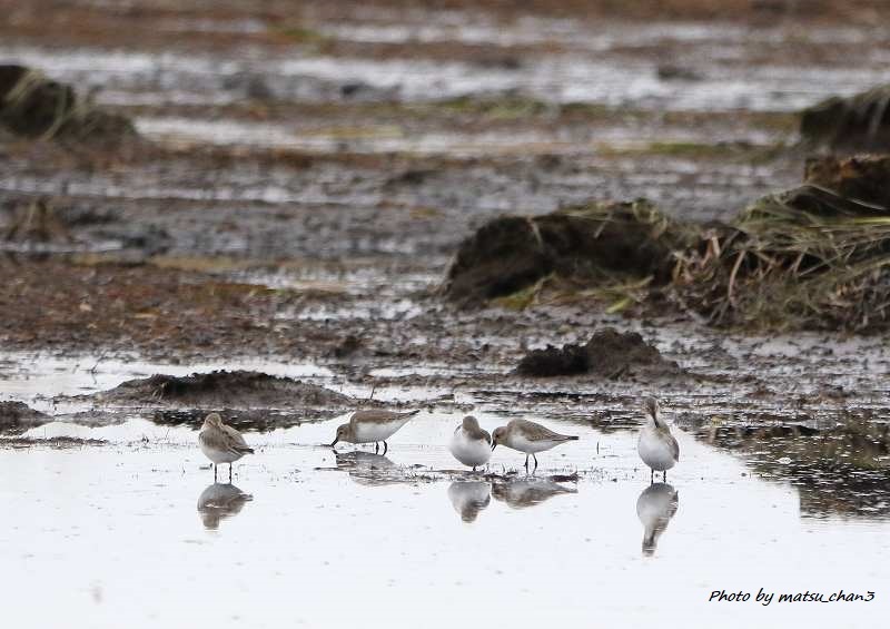 ダイゼン＆ハマシギ   Grey Plover & Dunlin_c0070654_16293940.jpg