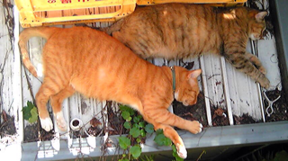 Lanのパパとママさん_f0363168_13282554.png