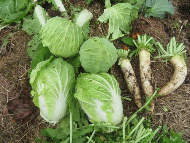 白菜大根キャベツと害虫 ゆうちゃん所長のひとりごと