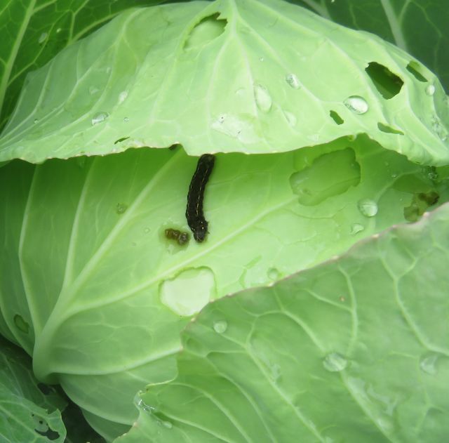 白菜大根キャベツと害虫 ゆうちゃん所長のひとりごと