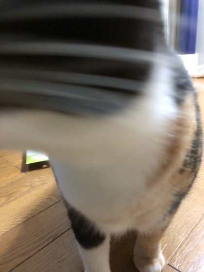 お顔_e0355177_17565872.jpg