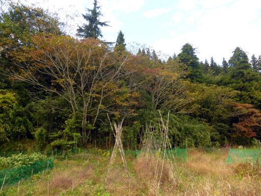 自然農の畑 10月中旬~下旬_d0366590_17245401.jpg