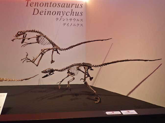 恐竜博2019～テノントサウルスに襲いかかるディノニクス : 続々