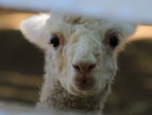 アルパカの親子 : 気まぐれZOOⅡ