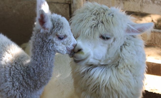 ★アルパカファミリー★ モフモフ！長野県のアルパカふれあいスポット 【八ヶ岳アルパカ牧場