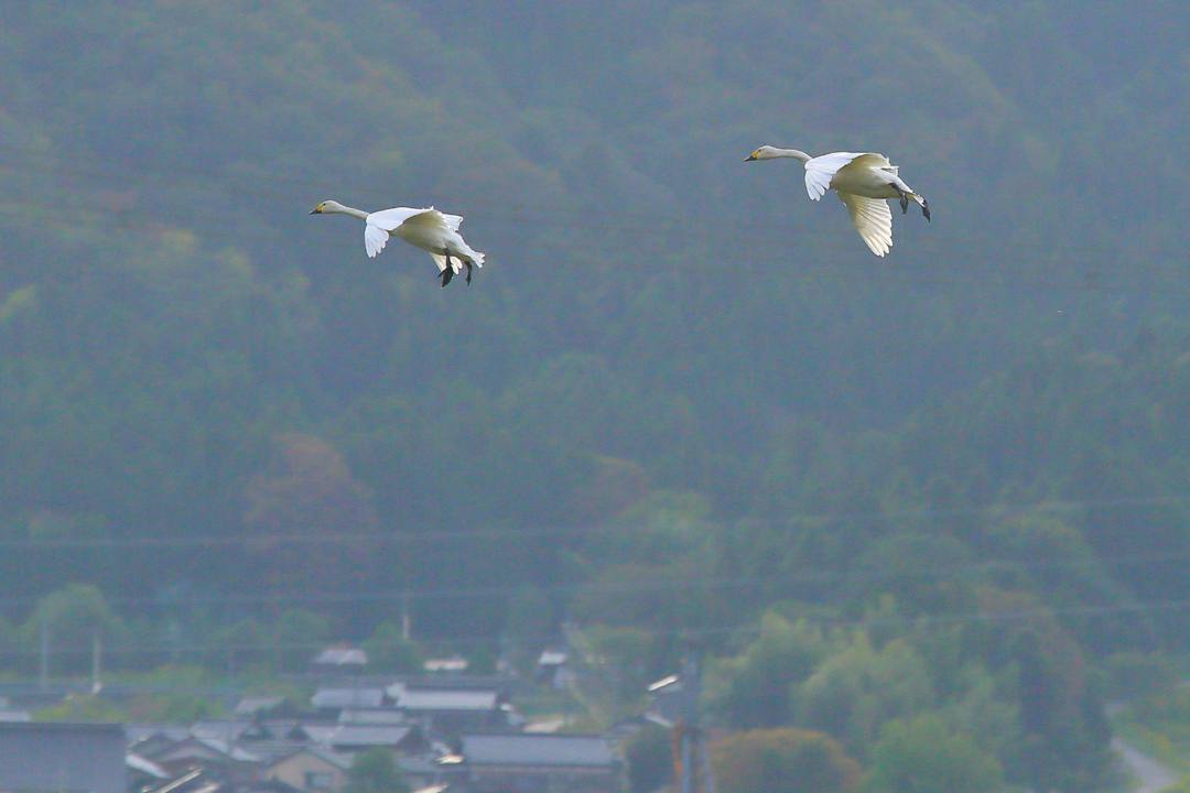 白鳥総集編2019~2020その2_e0403850_07151510.jpg