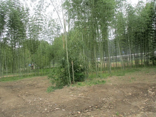 長良川の河川工事-なんだかヘンだよ_f0197754_00112885.jpg