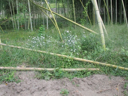 長良川の河川工事-なんだかヘンだよ_f0197754_00134729.jpg