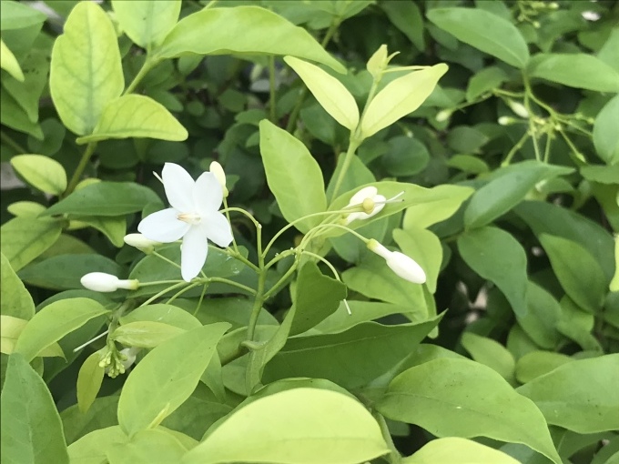 タイ🇹🇭での生活をを楽しむ_b0100062_18531526.jpeg