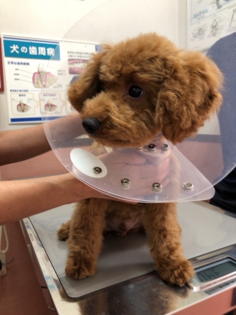 パピー教室の近況_e0367571_09505406.jpg