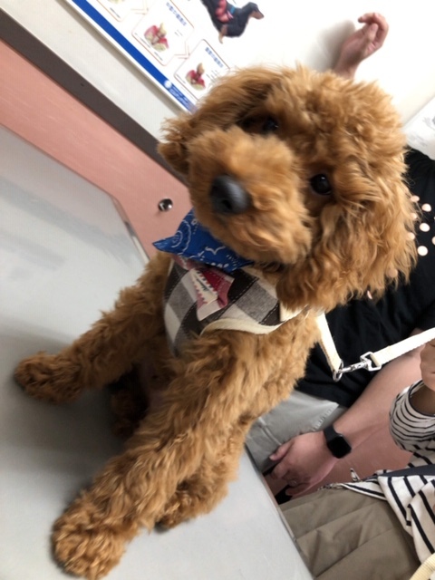 パピー教室の近況_e0367571_09511846.jpg