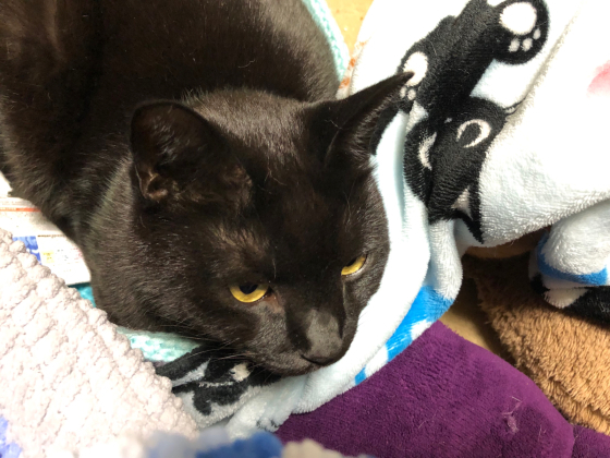 似た猫同志_e0355177_16310576.jpg