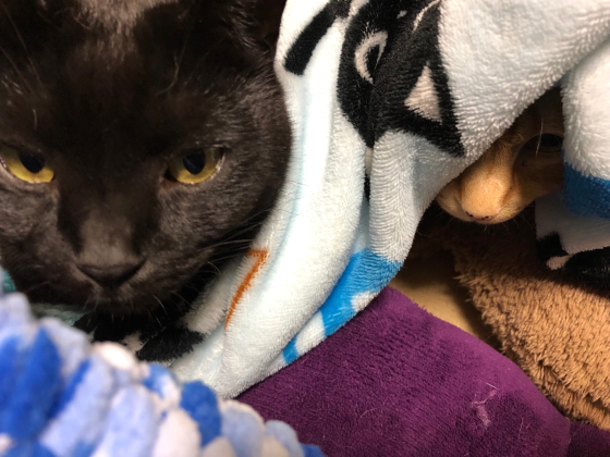 似た猫同志_e0355177_16311174.jpg