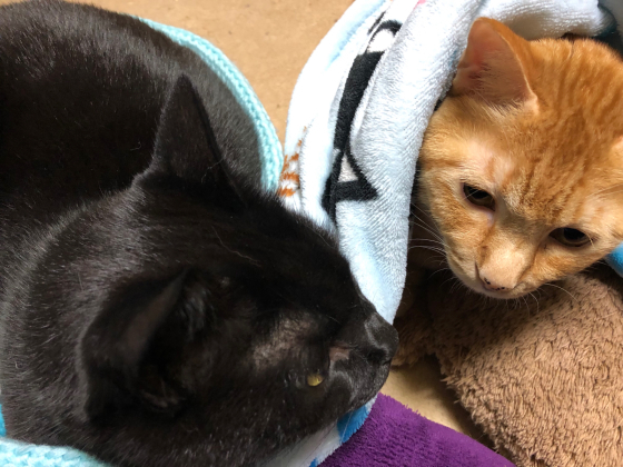 似た猫同志_e0355177_16311592.jpg