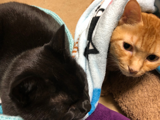 似た猫同志_e0355177_16313440.jpg