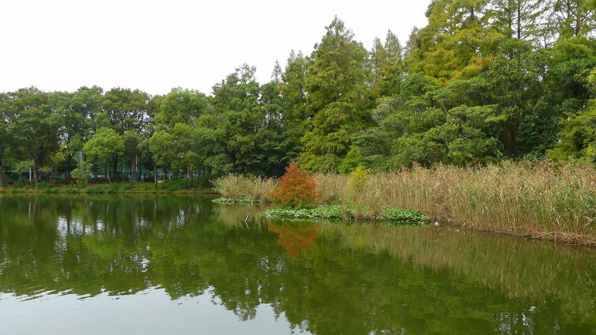 池の奥では・・・_a0185081_12201188.jpg