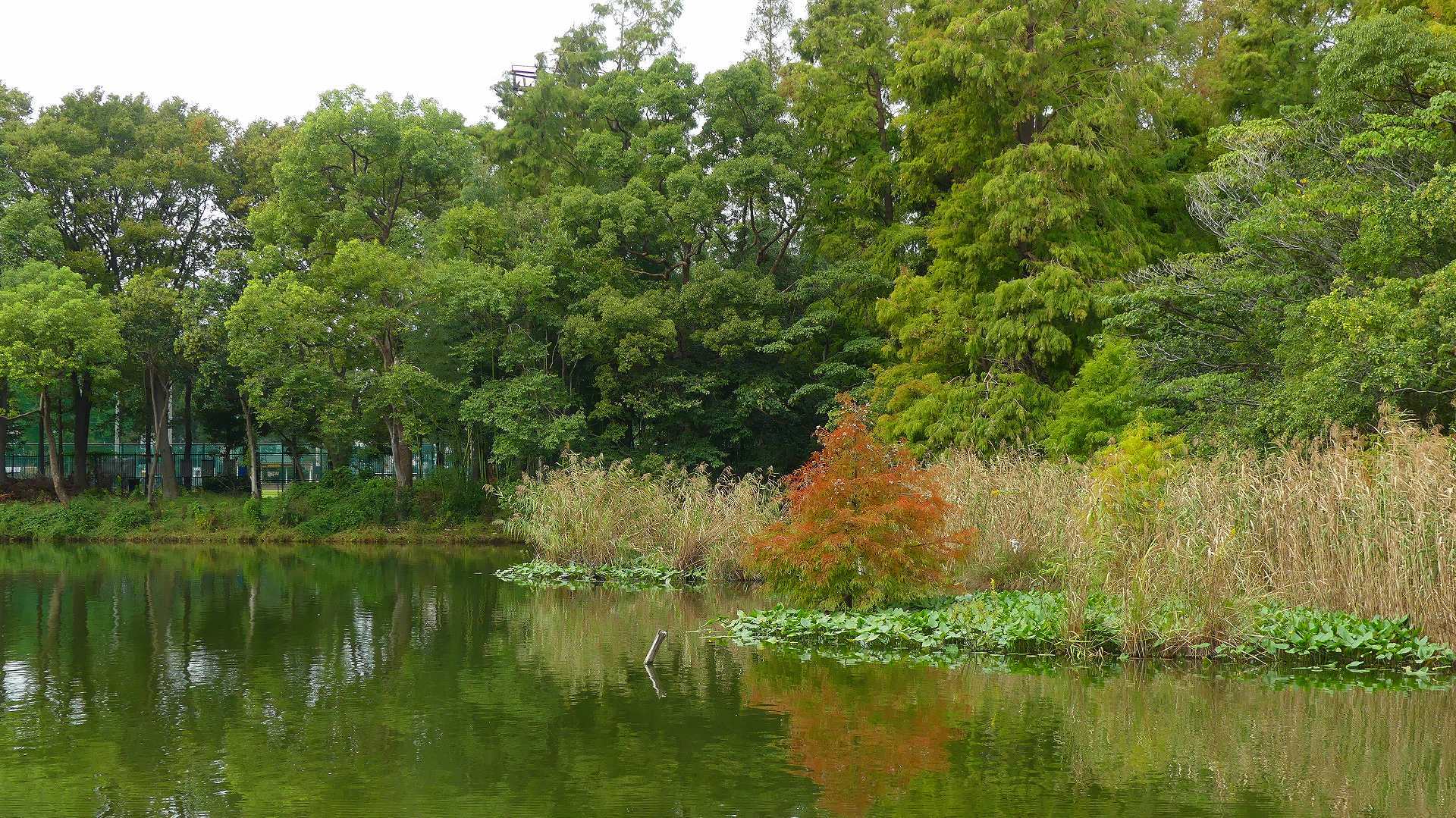 池の奥では・・・_a0185081_12225886.jpg