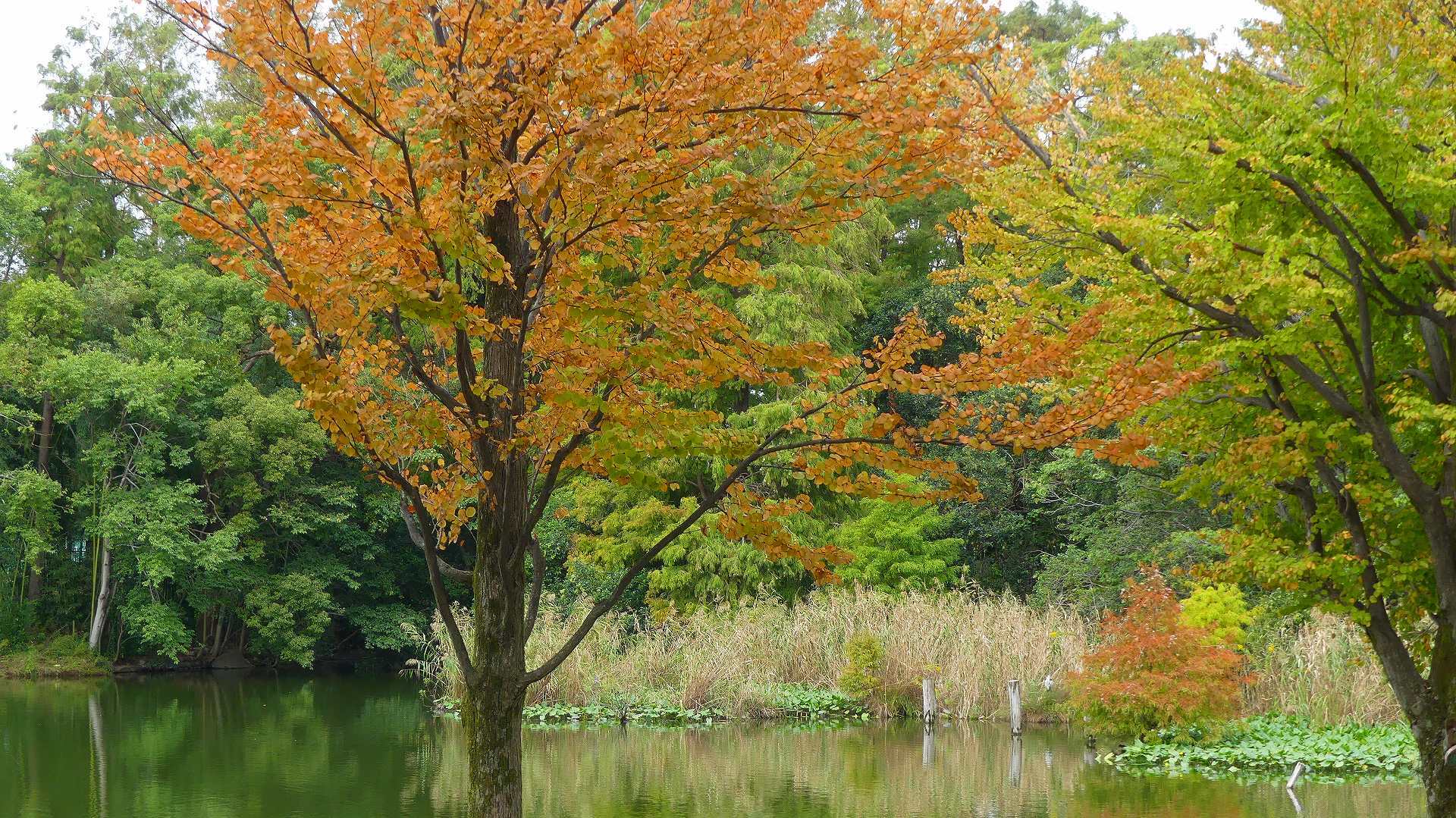 池の奥では・・・_a0185081_12231532.jpg