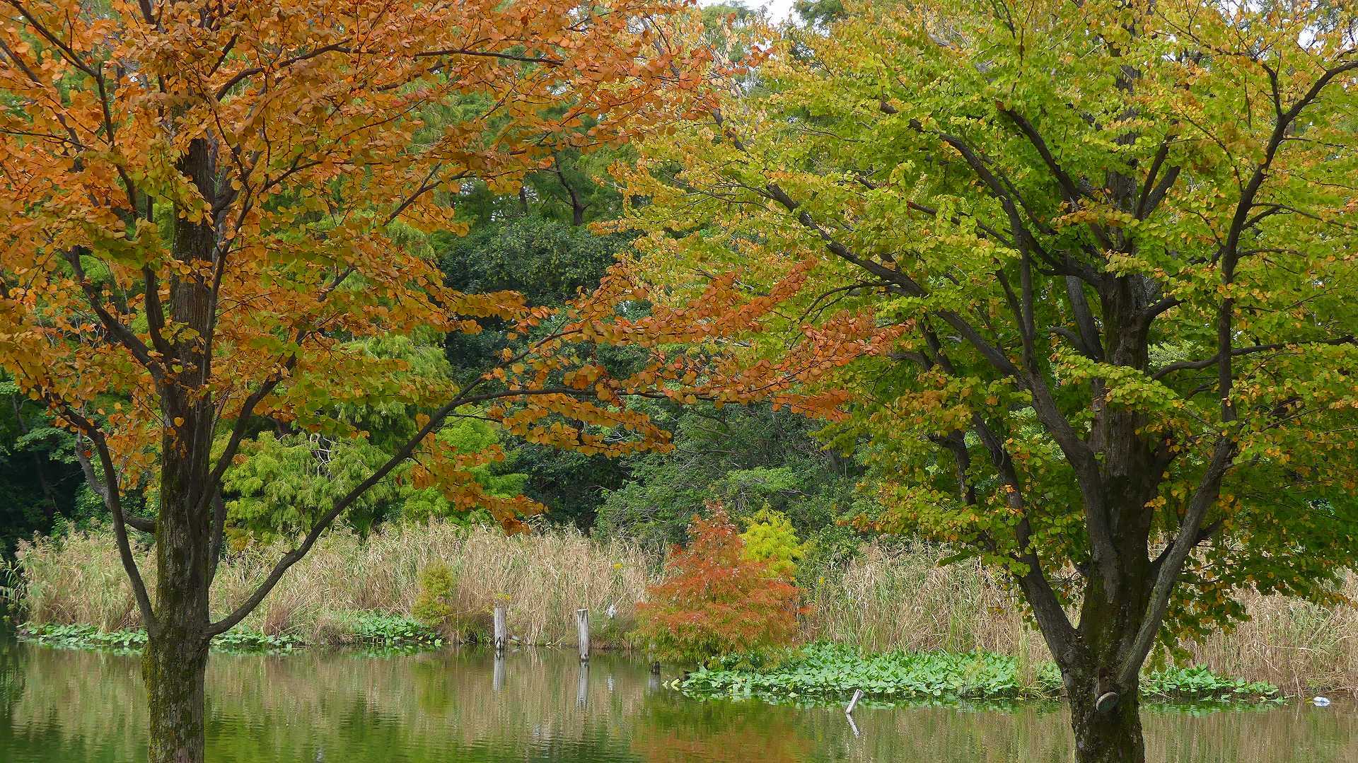 池の奥では・・・_a0185081_12233116.jpg
