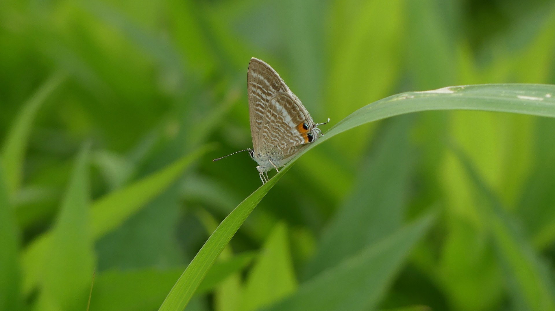 土手の生き物たち_a0185081_14003750.jpg