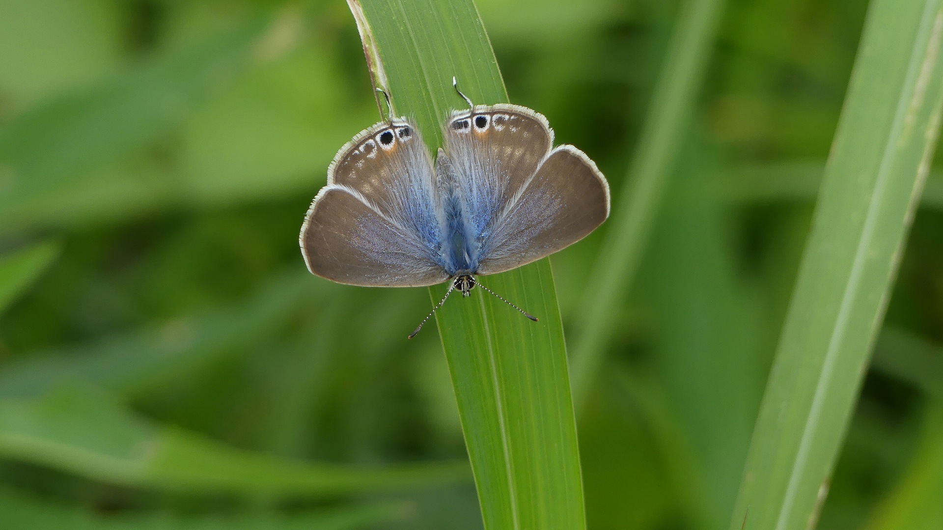 土手の生き物たち_a0185081_14010865.jpg