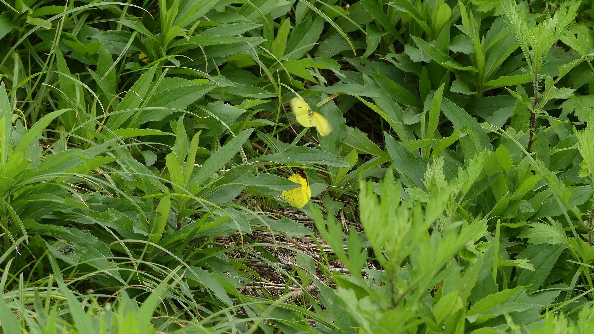 土手の生き物たち_a0185081_14025929.jpg
