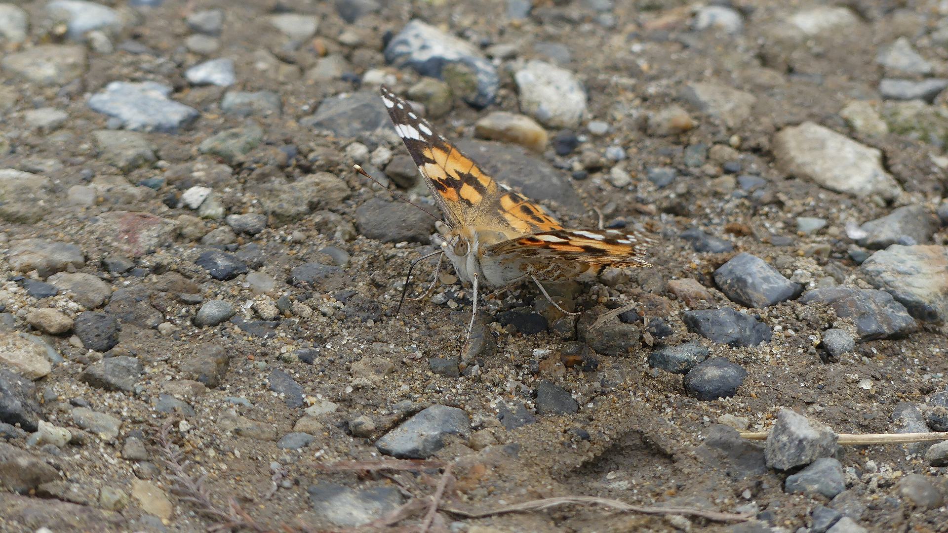 土手の生き物たち_a0185081_14094898.jpg