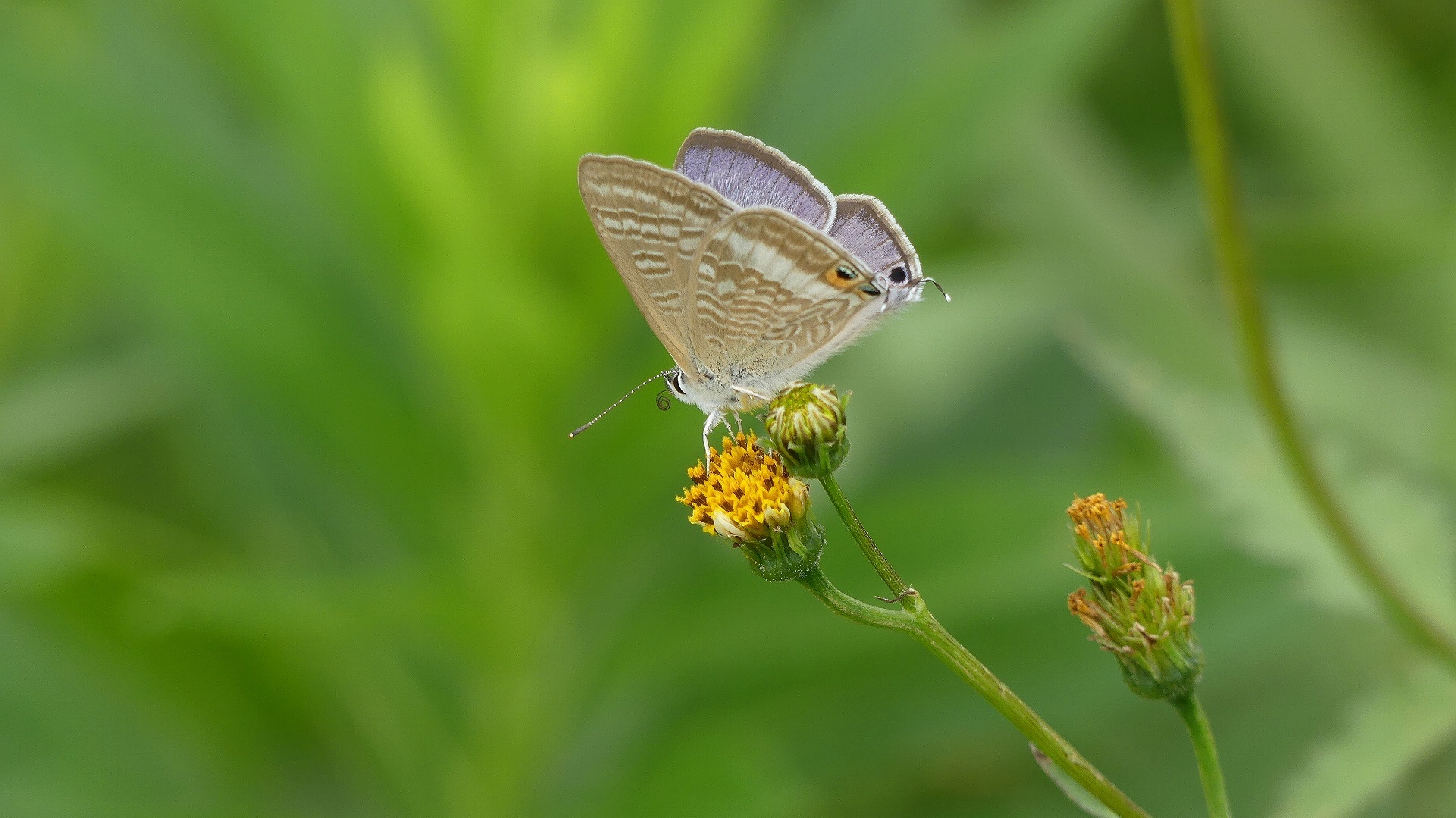 土手の生き物たち_a0185081_14150873.jpg