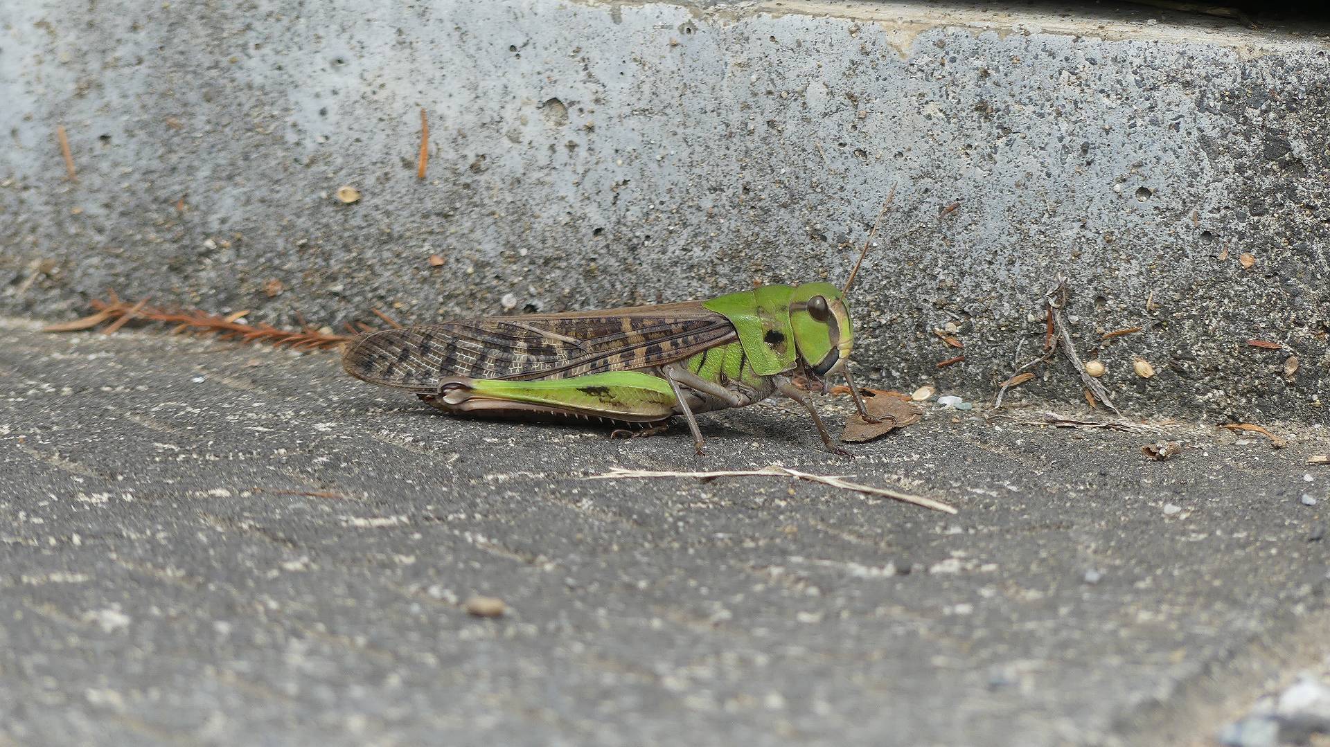 土手の生き物たち_a0185081_14210755.jpg