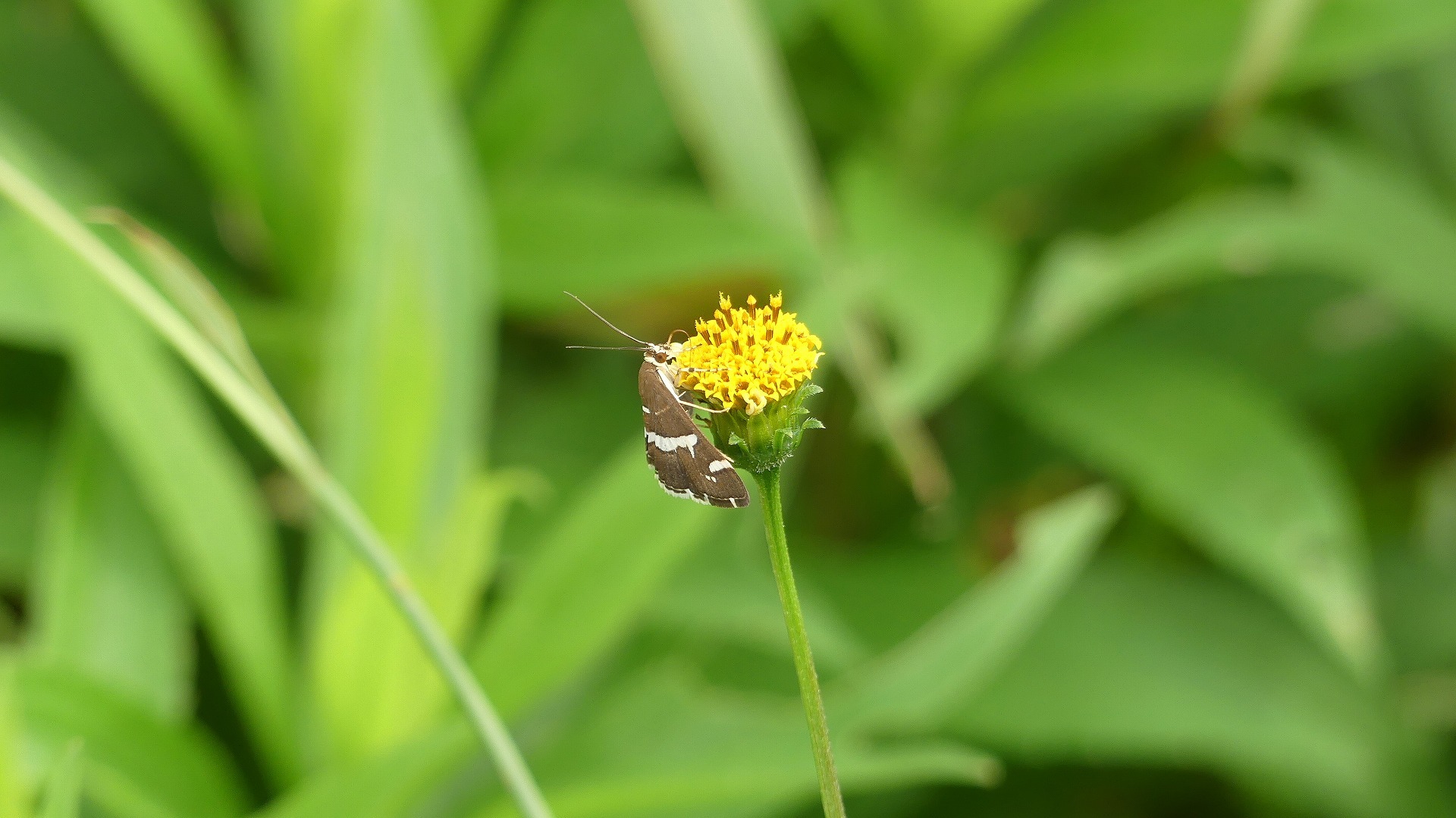 土手の生き物たち_a0185081_14423963.jpg