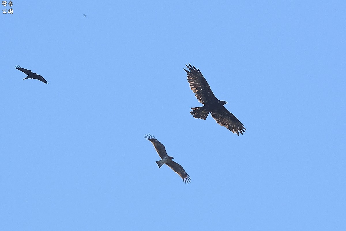 追われるイヌワシ 野鳥公園